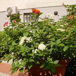  Apartment House With Garden And Parking Space In Mergellina